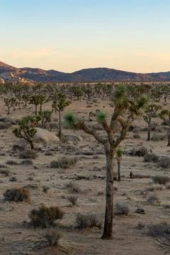 Sunset at Joshua Tree Stock Photos