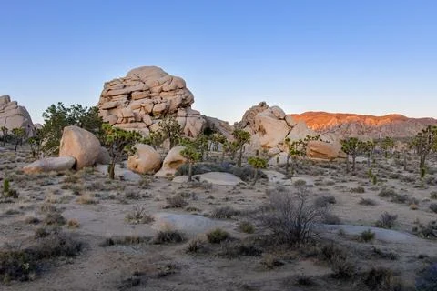Sunset at Joshua Tree Stock Photos