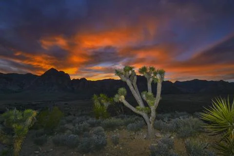 SUNSET JOSHUA TREE Foto stock