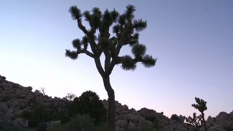 Sunset joshua tree timelapse Stock Footage 74096590