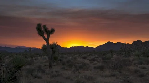 Sunset Joshua Tree - Timelapse ProRes 4k Stock Footage 202093864