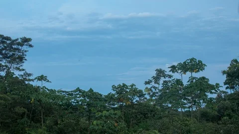 Sunset in the Jungle Stock-Footage 126612774