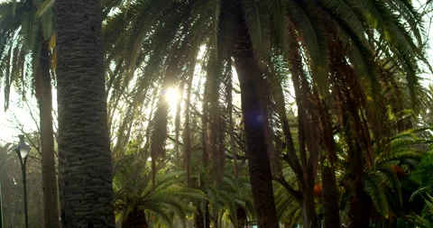 Sunset in the jungle Video stock 192271870