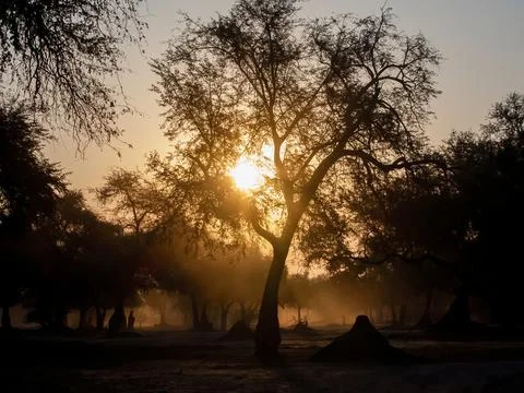 Sunset in the jungle forest trees Stock Photos