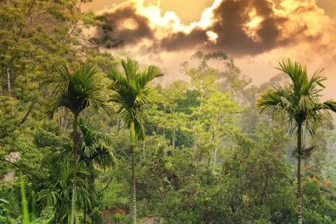 Sunset in jungle Stock Photos