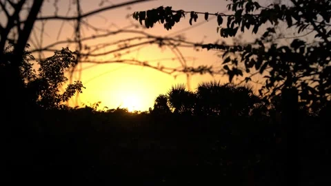 Sunset With Jungle Shadows 4K 動画素材 240646705