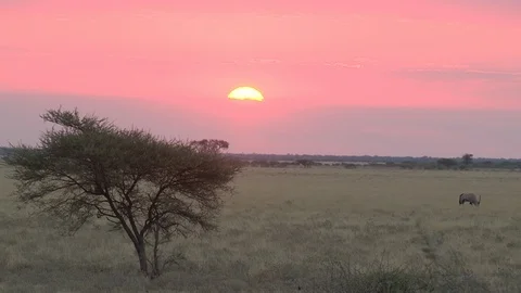 Sunset in the Kalahari desert Stock Footage 98493989