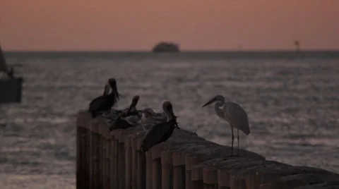 Sunset in Key West Stock Footage 35349637