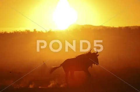Sunset in Kruger National Park, South Africa Stock Photos