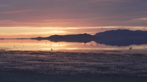 Sunset on the Lake with Birds Stock Footage 91276818