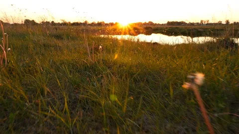 Sunset by the lake. The camera moves across the grass to the lake Stock Footage 90961485