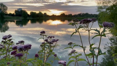 Sunset lake close up moving flowers Stock Footage 250248036