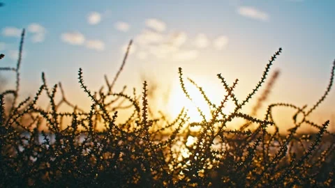 Sunset by the lake, close-up of withered plants Stock Footage 329743807