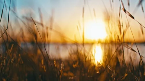 Sunset by the lake, close-up of withered plants Stock Footage 329743908