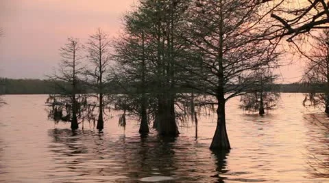Sunset on the Lake with Cypress Trees Growing in the Water HD Stock Footage 10835994