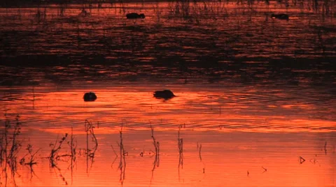 Sunset on lake with ducks 스톡 동영상 38278783