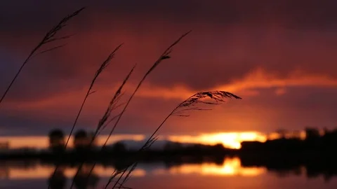 Sunset on the lake. Focus on foreground on spikelets. Stock-Footage 74265359