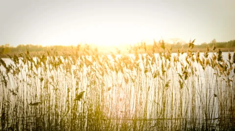 Sunset by the Lake Video stock 62408472