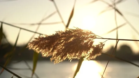 Sunset Lake Video stock 231291142