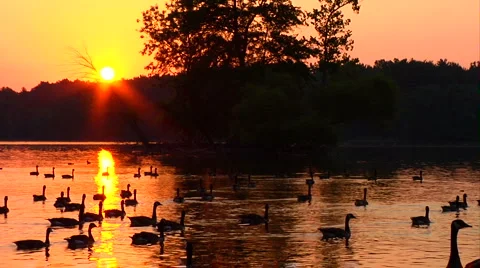 Sunset at Lake with Geese Video stock 1066116