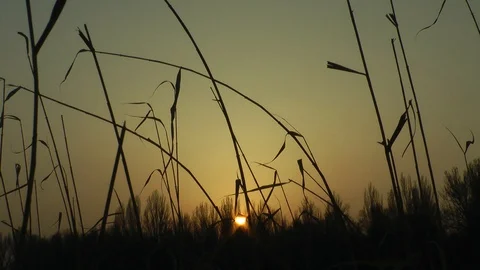 Sunset on the lake in the grove Stock Footage