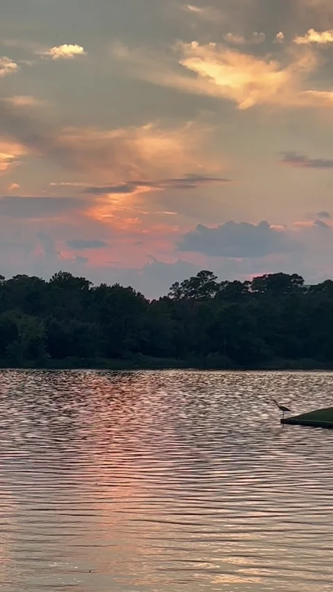 Sunset by the lake with a heron hunting Stock Footage 337265340