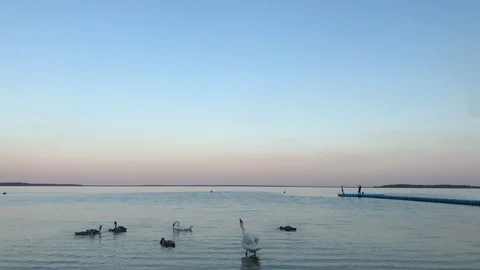 Sunset on lake Naroch in Belarus in summer evening. Swans and pier against sky 動画素材 118538522