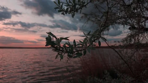 Sunset Lake Panorama With Tree Branches Stock Footage 333764477