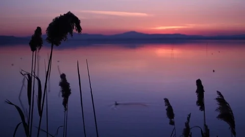 Sunset at the lake with reeds in the foreground Stock Footage 87550059
