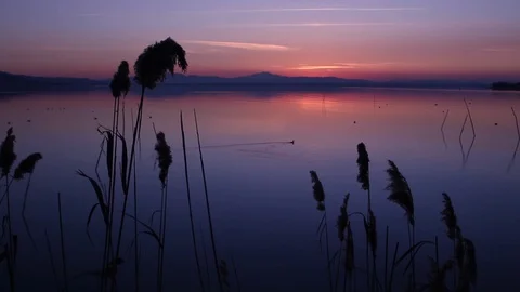 Sunset at the lake with reeds in the foreground Stock Footage 87550131