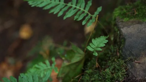 Sunset on a lake in a spruce forest Stock Footage 115630641