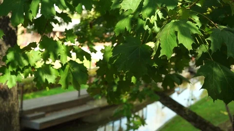 Sunset on a lake in a spruce forest Stock Footage 115631455