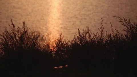 Sunset at the lake surface through the darken silhouette of the grass Video stock 71777659