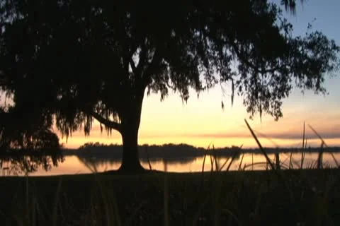 Sunset on lake with tall grass Video stock 12504407