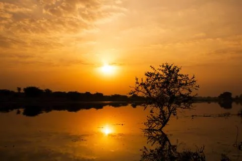 Sunset at the lake with tree silhouette Stock Photos