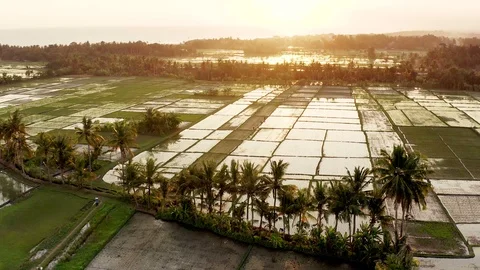 Sunset landscape of Bali with rice paddy fields and coconut palm trees Stock Footage 112304754