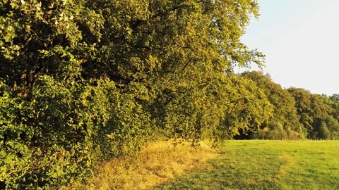 Sunset landscape Eifel flying away from tree border autumn colors Stock Footage 97052166
