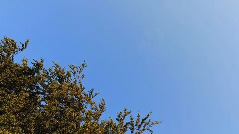 Sunset landscape Eifel panning to trees and upwards in sky Stock Footage 97052050