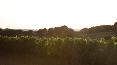 Sunset landscape. Nebbiolo red wine vineyard. Italy Stock Footage 133813570