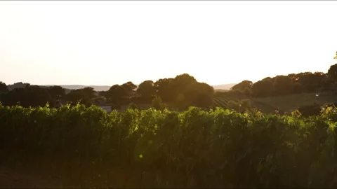 Sunset landscape. Nebbiolo red wine vineyard. Italy Stock Footage 133905547