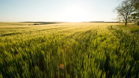 Sunset landscape panning - sun over yellow wheat barley field and two trees Vidéo 200043962