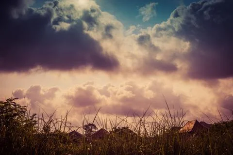 Sunset landscape with a plain wild grass field and a forest on background Stock Photos