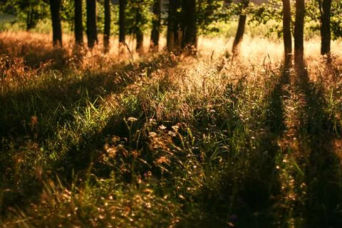 Sunset landscape with a plain wild grass field and a forest on background. Stock Photos