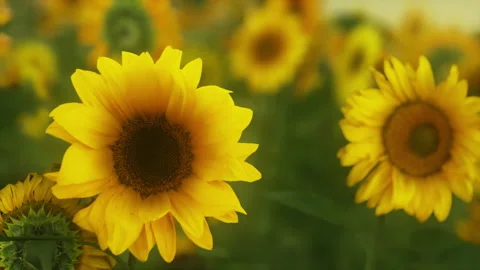 Sunset landscape at sunflower field Video stock 232688368