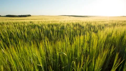 Sunset landscape sunny yellow wheat barley field Stock Footage 200043784