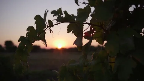 Sunset landscape through a branch in the countryside Stock Footage 73733671