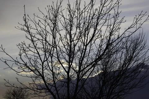 Sunset landscape with tree on a cold day Stock Photos