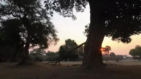 Sunset Landscape with Tree Stock Footage 321837487