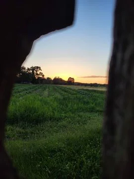 Sunset landscape view through the trees Stock Photos