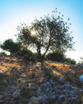 Sunset landscape view for tree shadow 스톡 사진